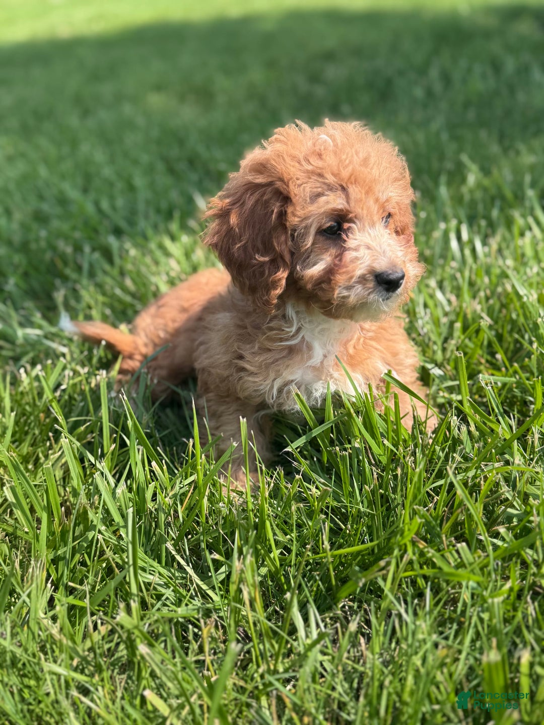 Cavapoo dogs for sale: Bella - Image 1