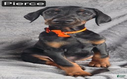 Doberman Pinscher dogs for sale: Pierce - Image 3