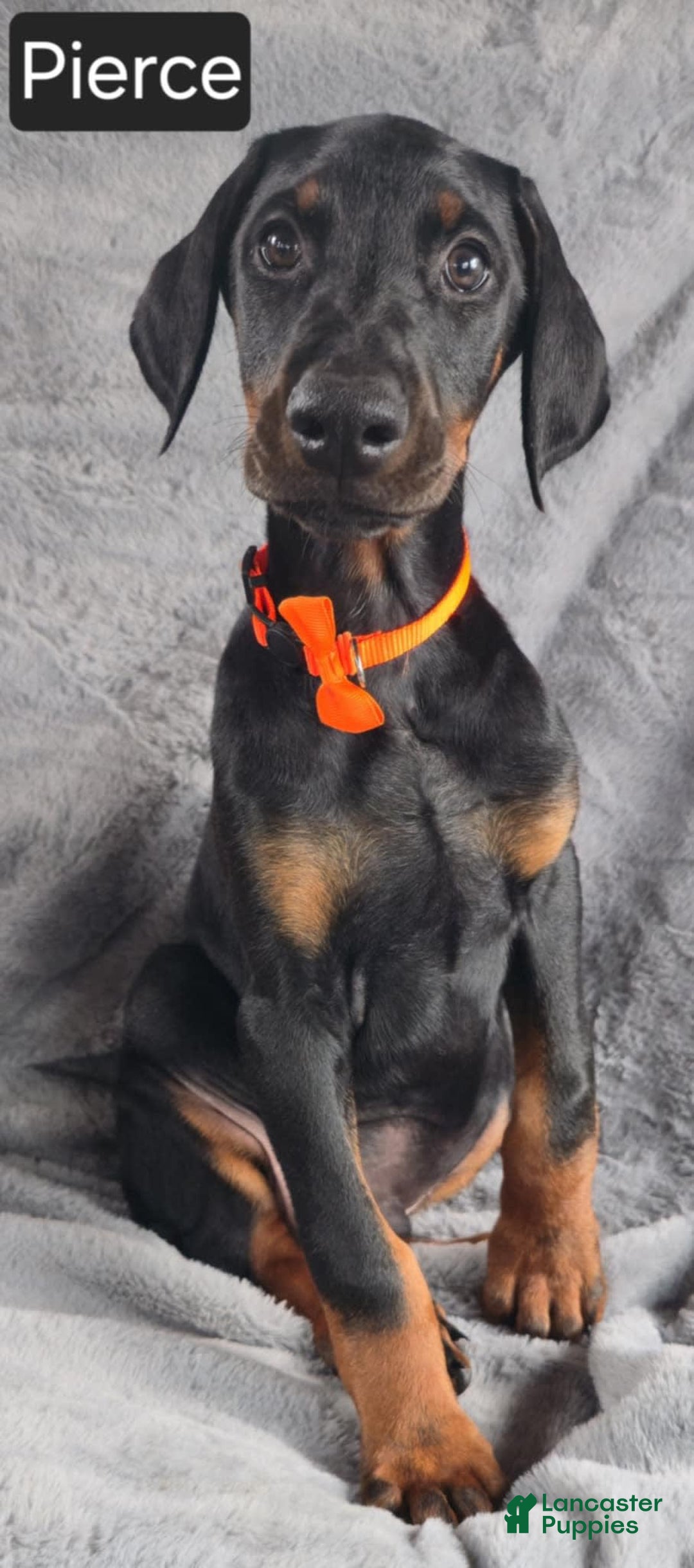 Doberman Pinscher dogs for sale: Pierce - Image 3