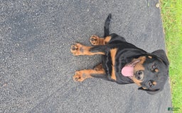 Rottweiler dogs for sale: Princess Stellaria-doneyuno - Image 2