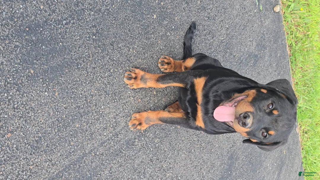 Rottweiler dogs for sale: Princess Stellaria-doneyuno - Image 2