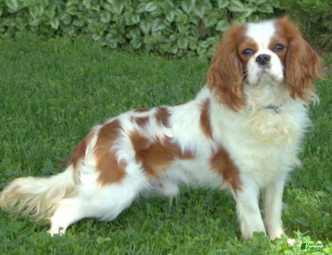 Cavalier King Charles Spaniel dogs for sale: Bethany - Image 7