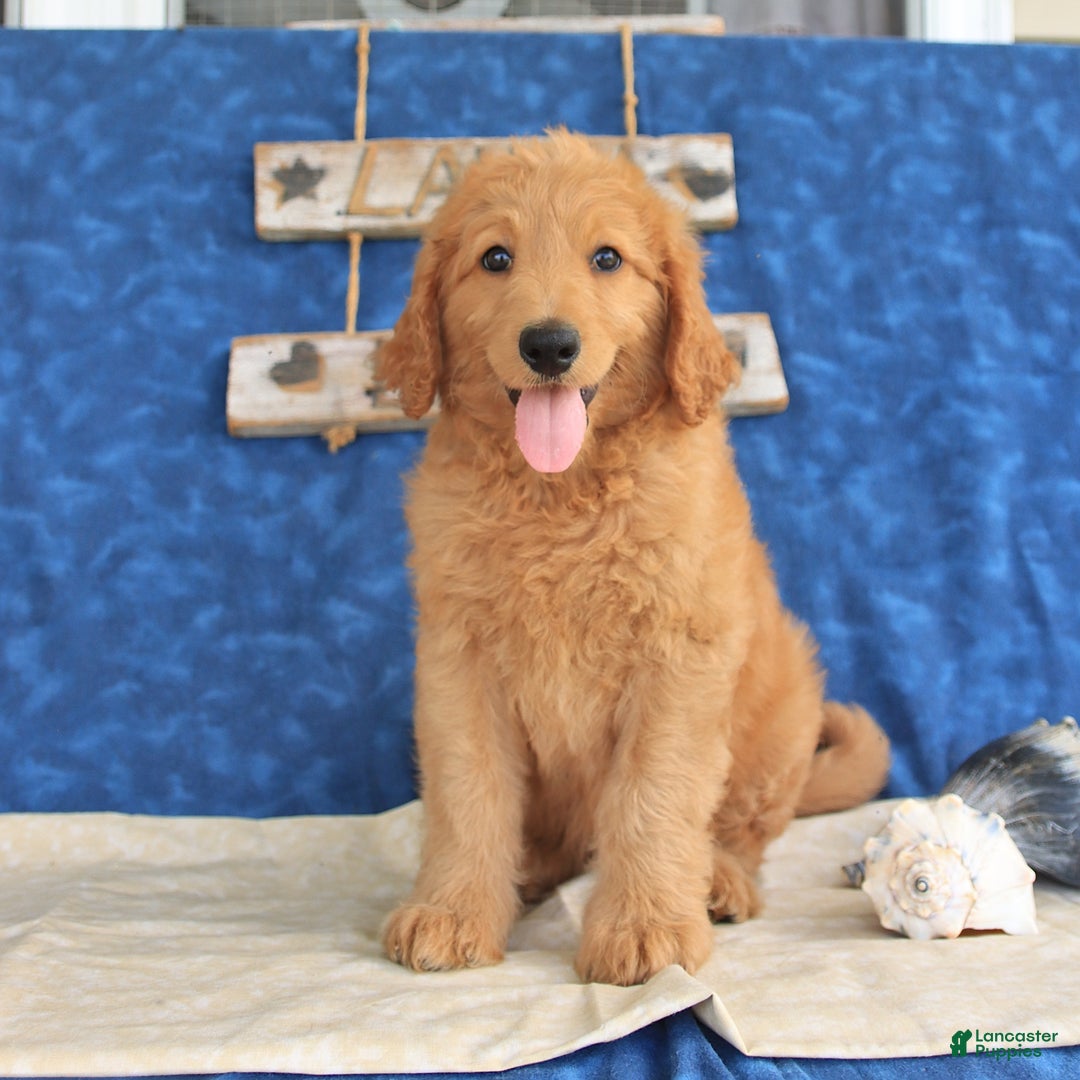 Goldendoodle dogs for sale: Lilac - Image 3