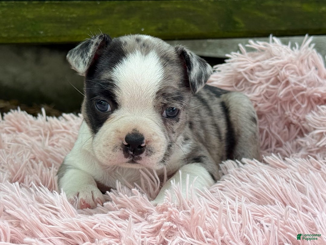 Frenchton dogs for sale: Jaida - Image 4