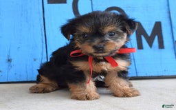 Yorkshire Terrier dogs for sale: Alex - Image 2