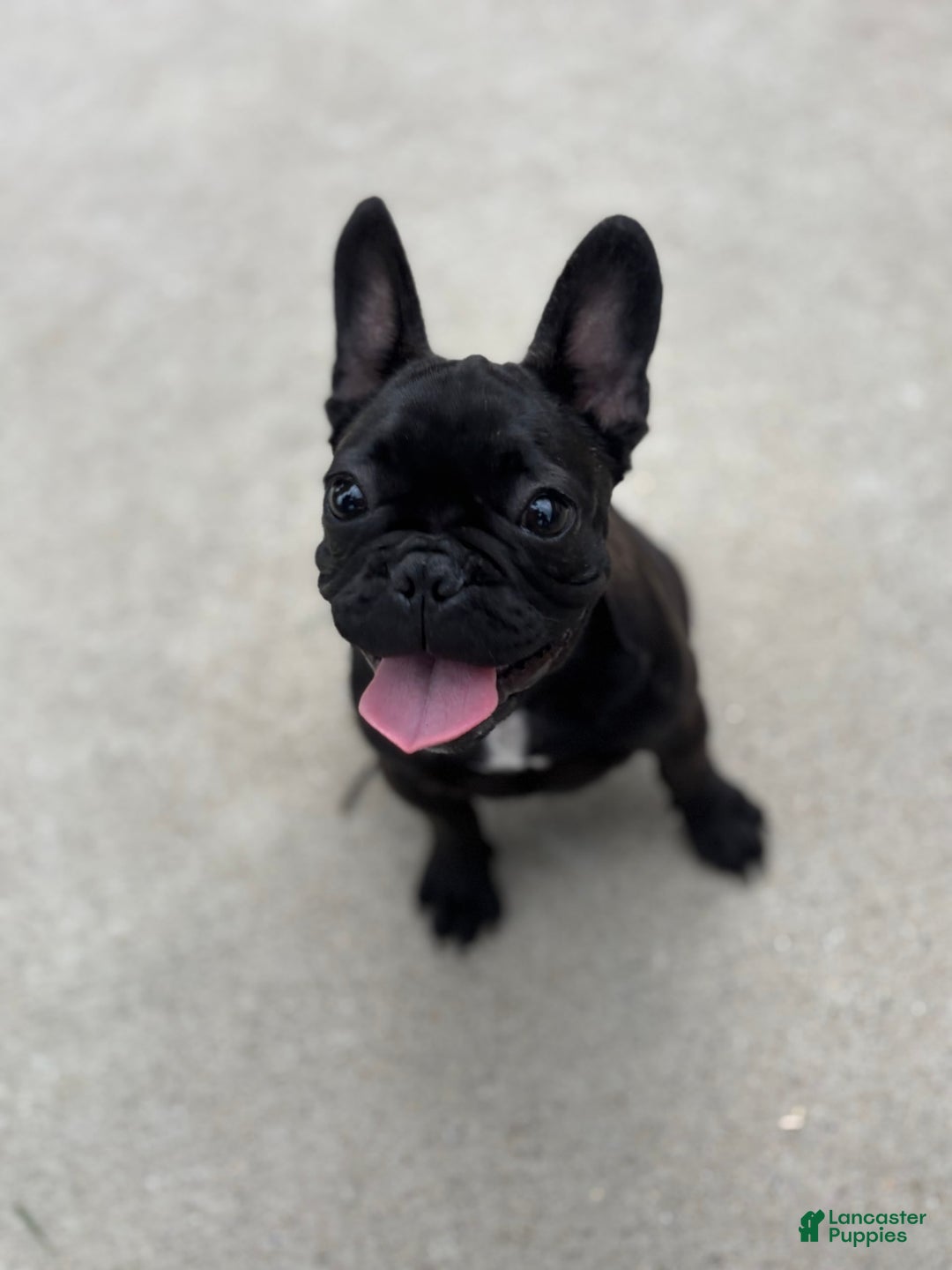 French Bulldog dogs for sale: Coco - Image 14