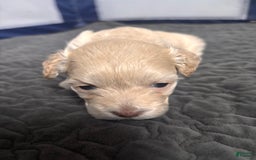 Maltese dogs for sale: Junu - Image 4