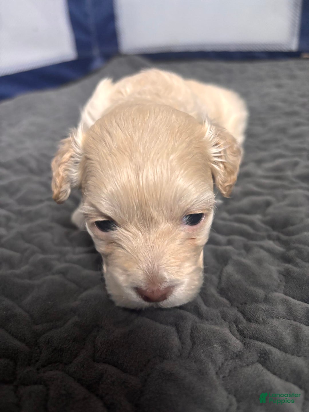 Maltese dogs for sale: Junu - Image 4