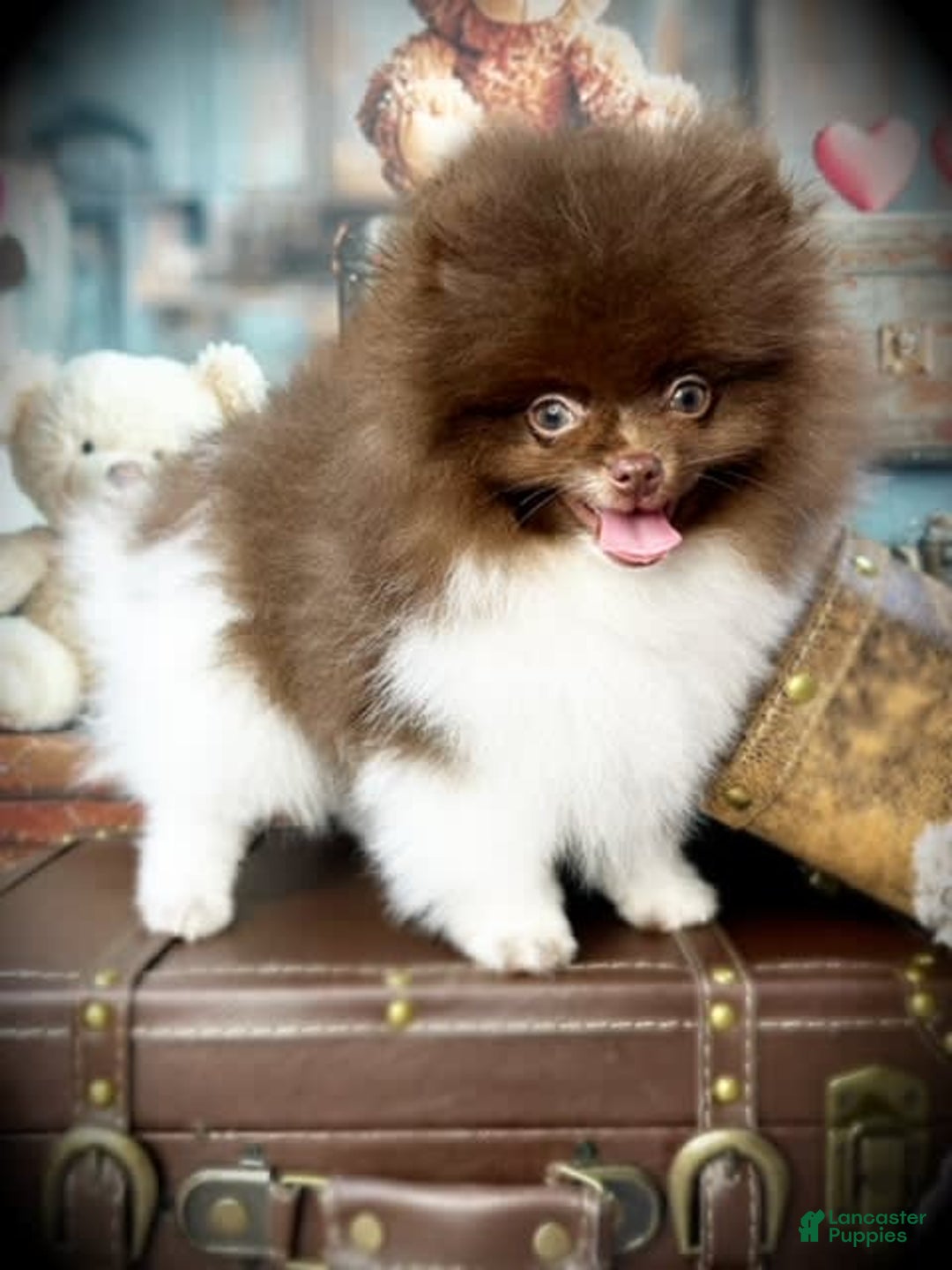Pomeranian dogs for sale: AKC Ivan - Image 1
