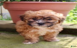 Shihpoo dogs for sale: Jasper - Image 5