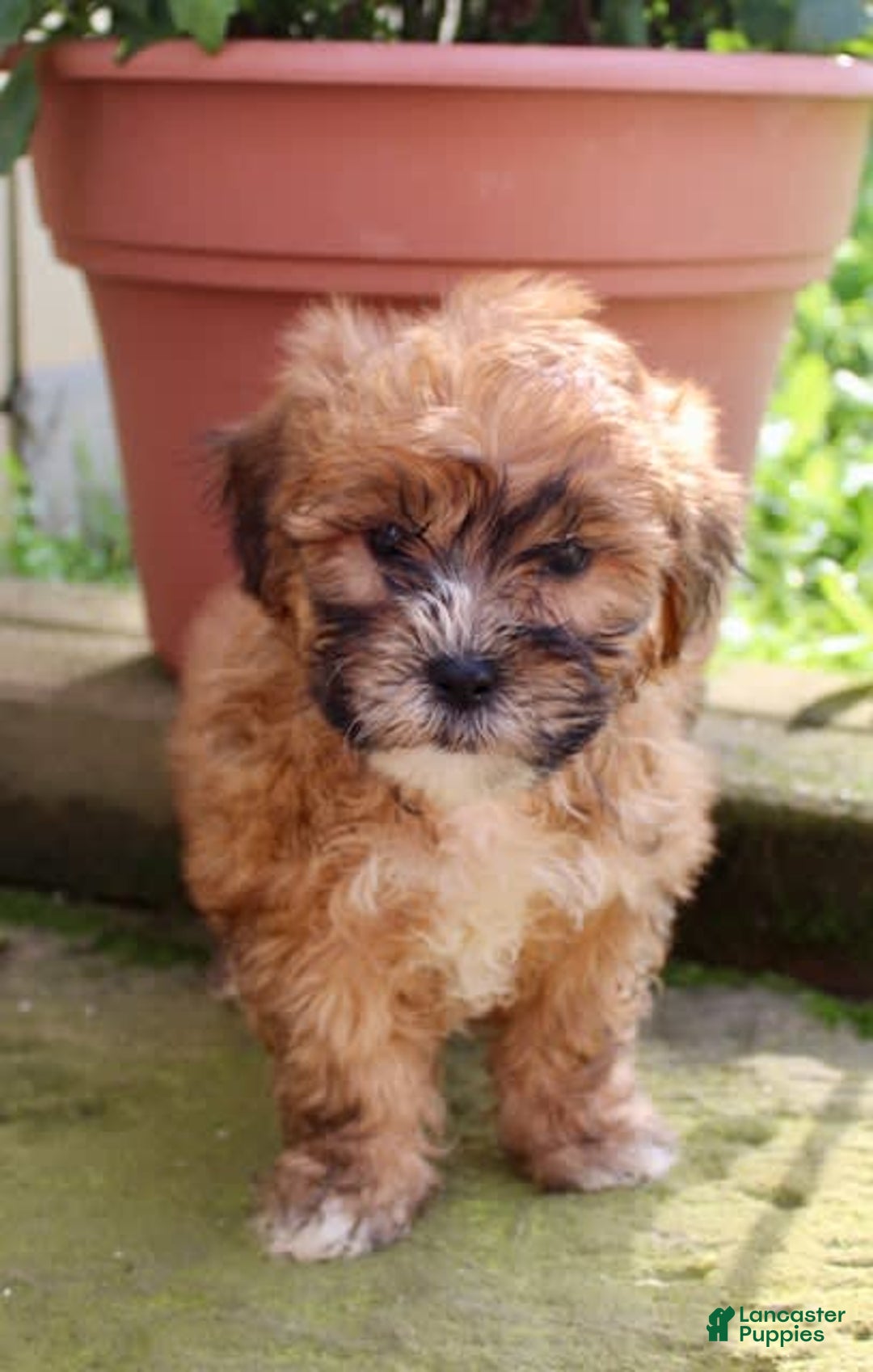 Shihpoo dogs for sale: Jasper - Image 5