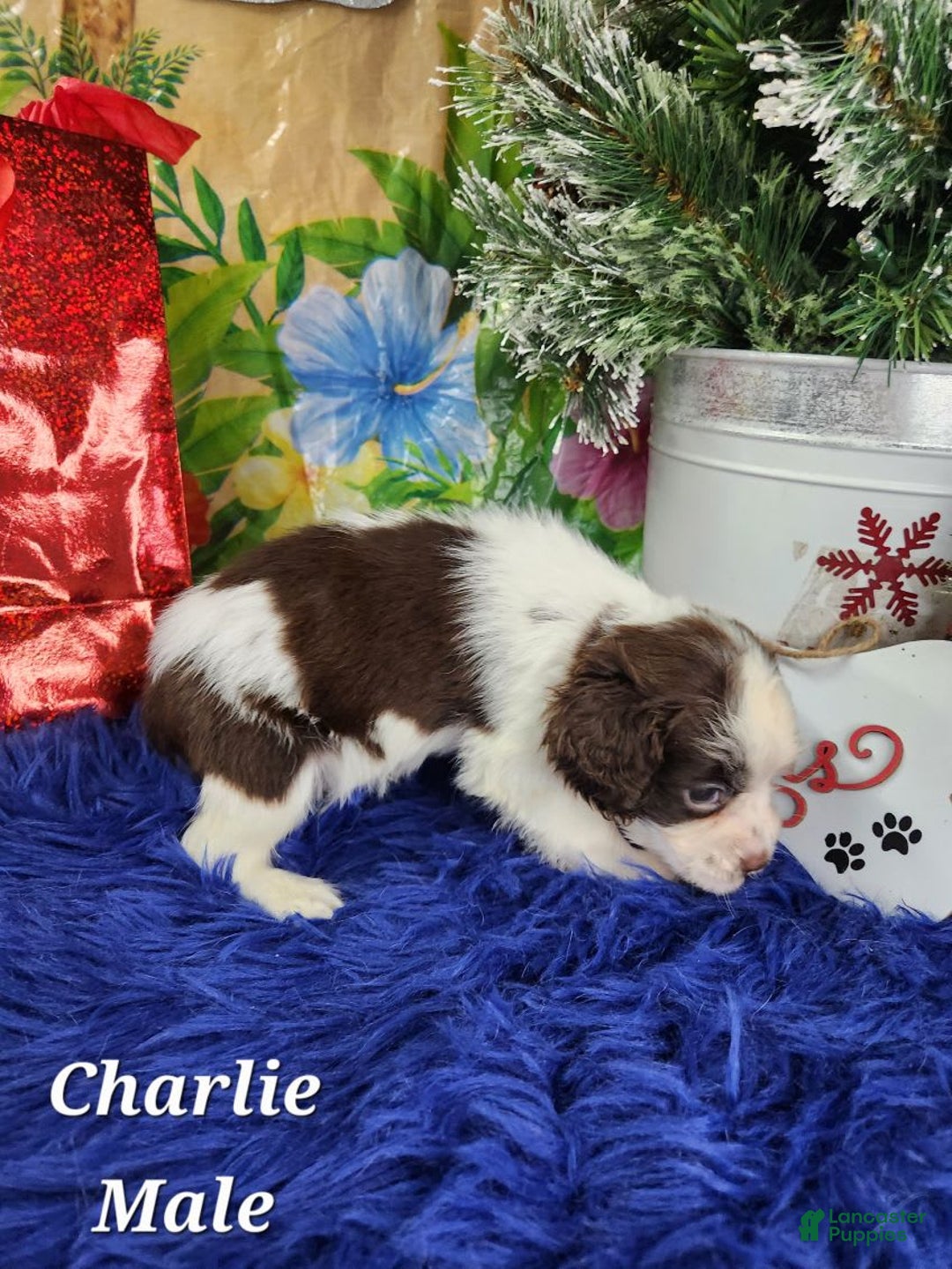 English Springer Spaniel dogs for sale: Charles - Image 4
