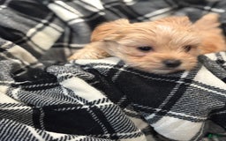 Morkie dogs for sale: Chubs - Image 1