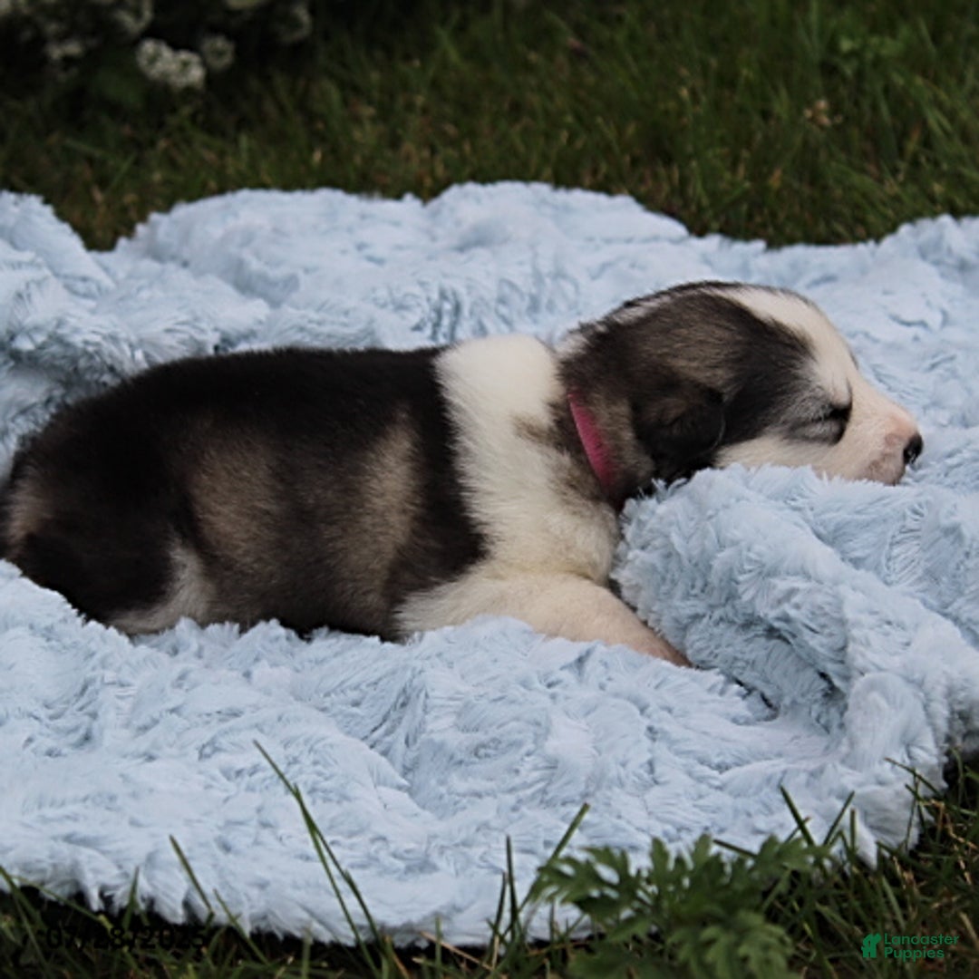 Alaskan Malamute dogs for sale: Rayna - Image 2