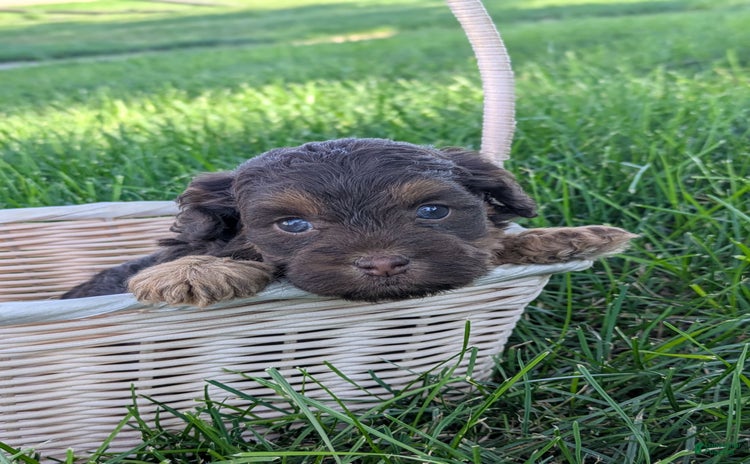 Cockapoo dogs for sale - Ad 1