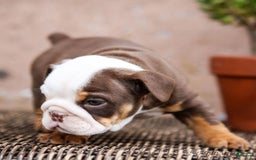 English Bulldog dogs for sale: Bridget - Image 14