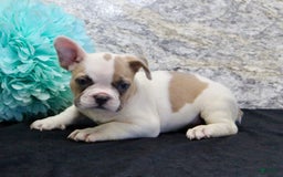 French Bulldog dogs for sale: Wendy - Image 7