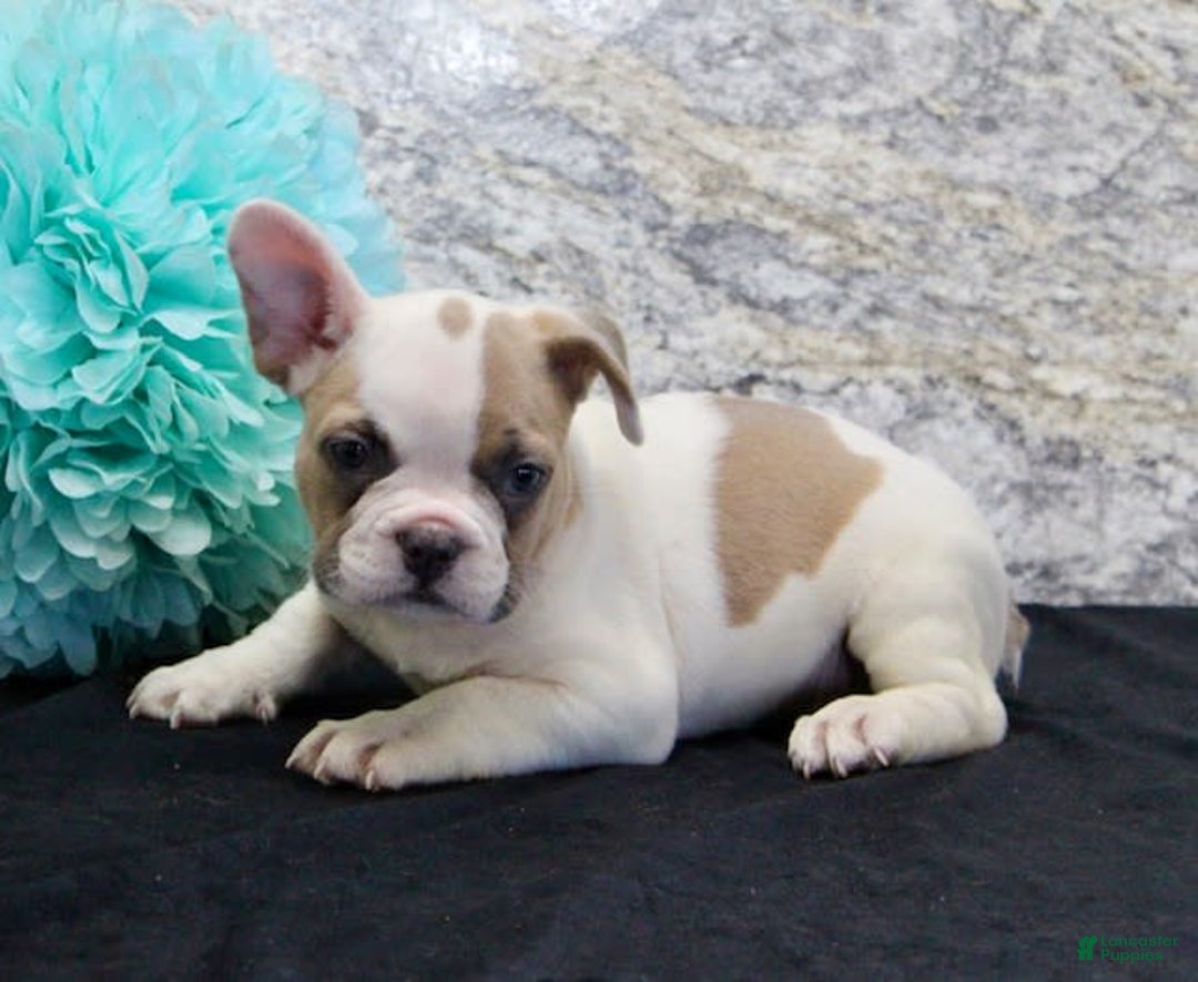 French Bulldog dogs for sale: Wendy - Image 7
