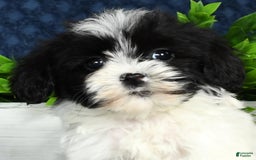 Havapoo dogs for sale: Wesley - Image 1
