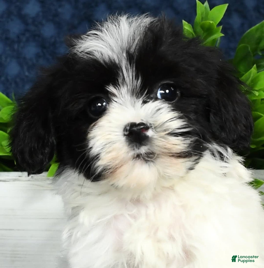 Havapoo dogs for sale: Wesley - Image 1