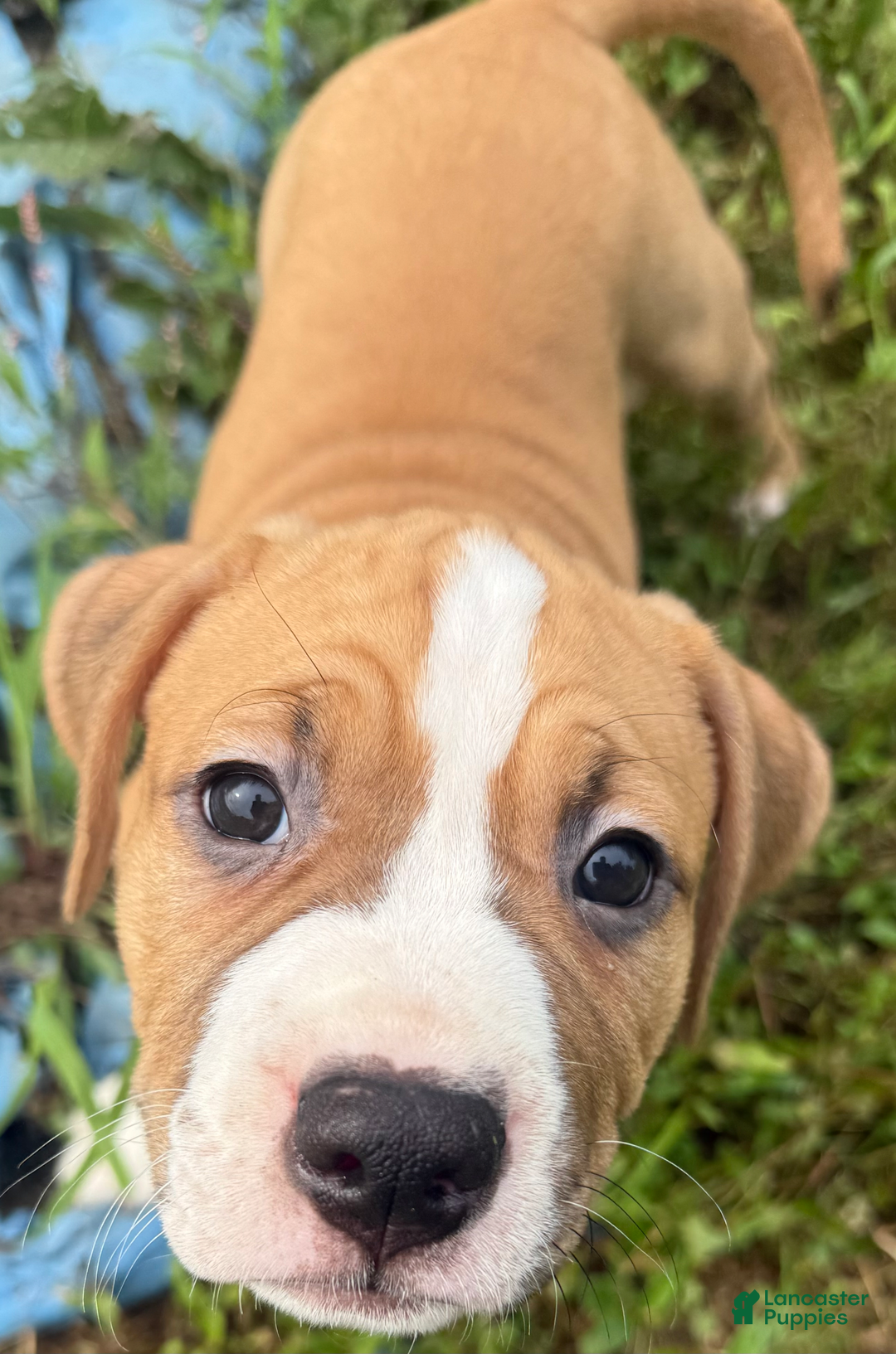 American Pit Bull Terrier dogs for sale: Helga - Image 7