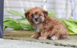 Morkie dogs for sale: Tobby - Image 2