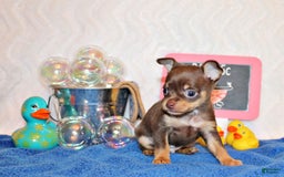 Chihuahua dogs for sale: Whitaker - Image 2