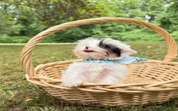 Yorkshire Terrier dogs for sale: Daniel - Image 10