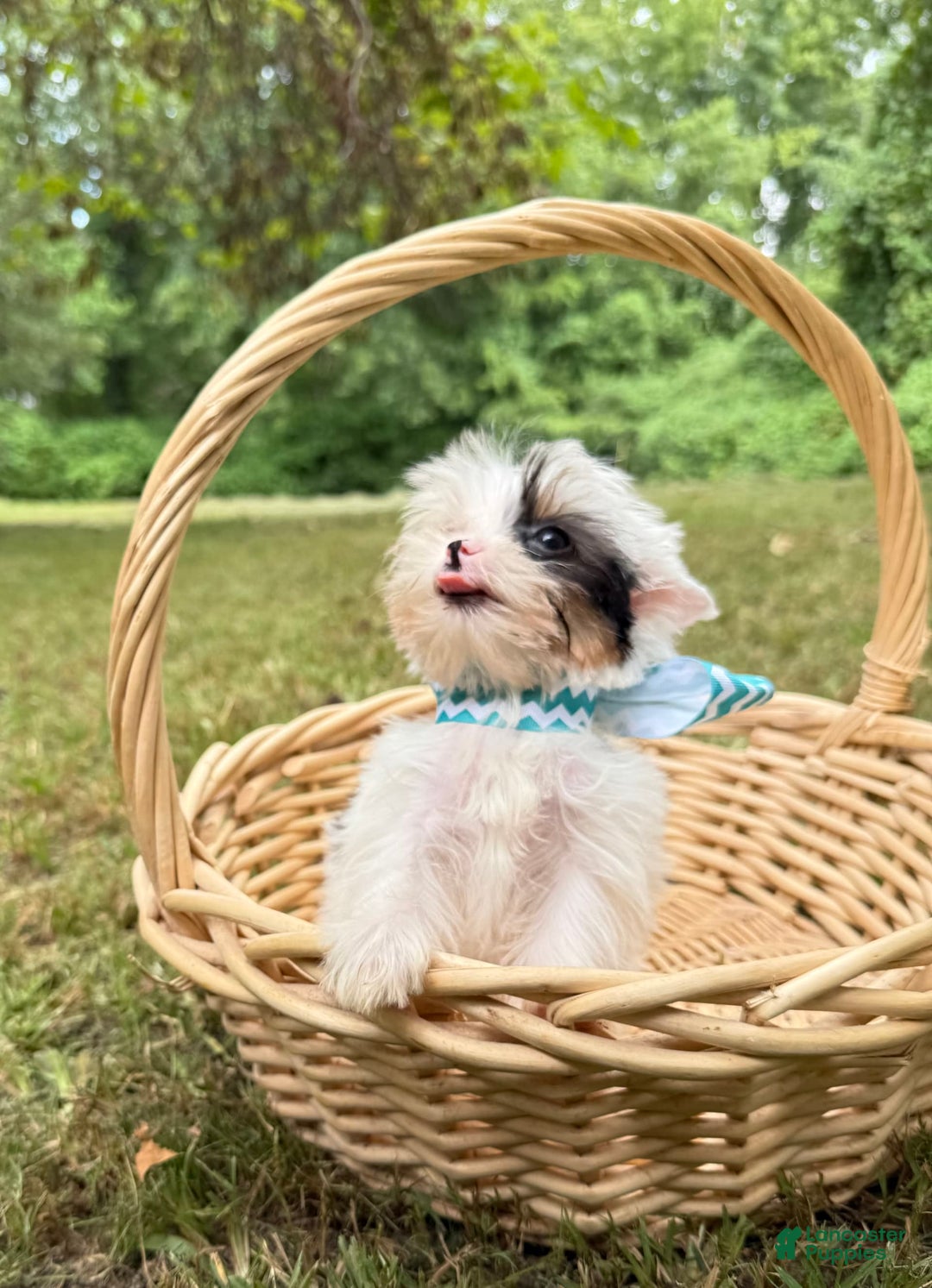 Yorkshire Terrier dogs for sale: Daniel - Image 10