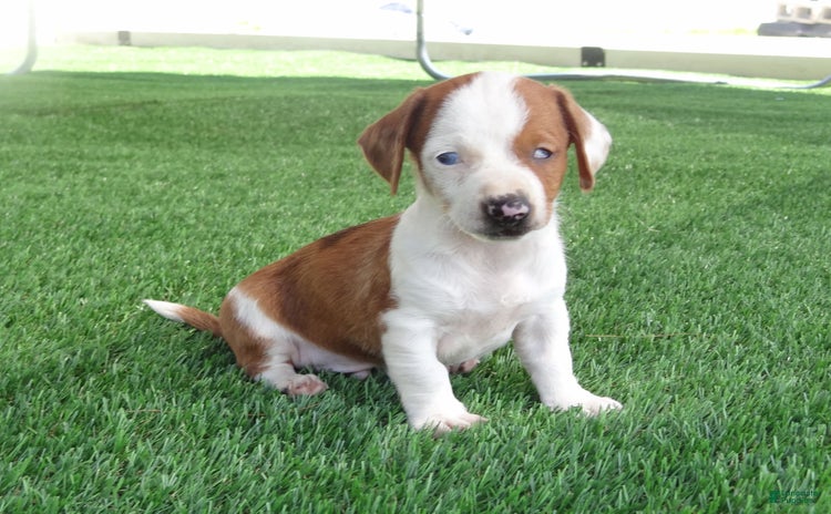 Miniature Dachshund dogs for sale - Ad 1