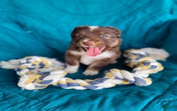 Miniature Australian Shepherd dogs for sale: Buddy - Image 2