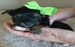 Yorkshire Terrier dogs for sale: Dodge - Image 15
