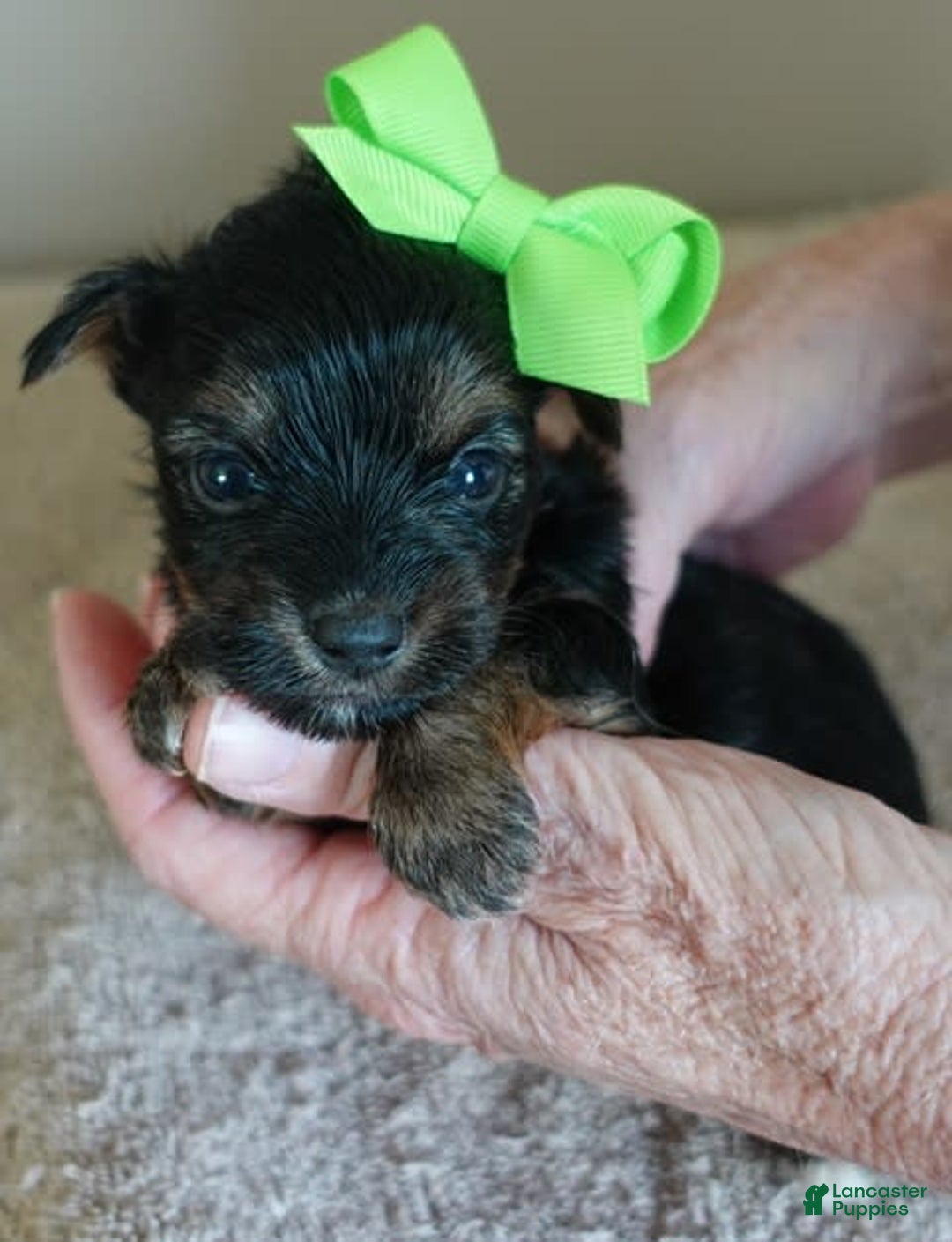 Yorkshire Terrier dogs for sale: Dodge - Image 15