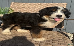 Bernedoodle dogs for sale: Buddy - Image 5