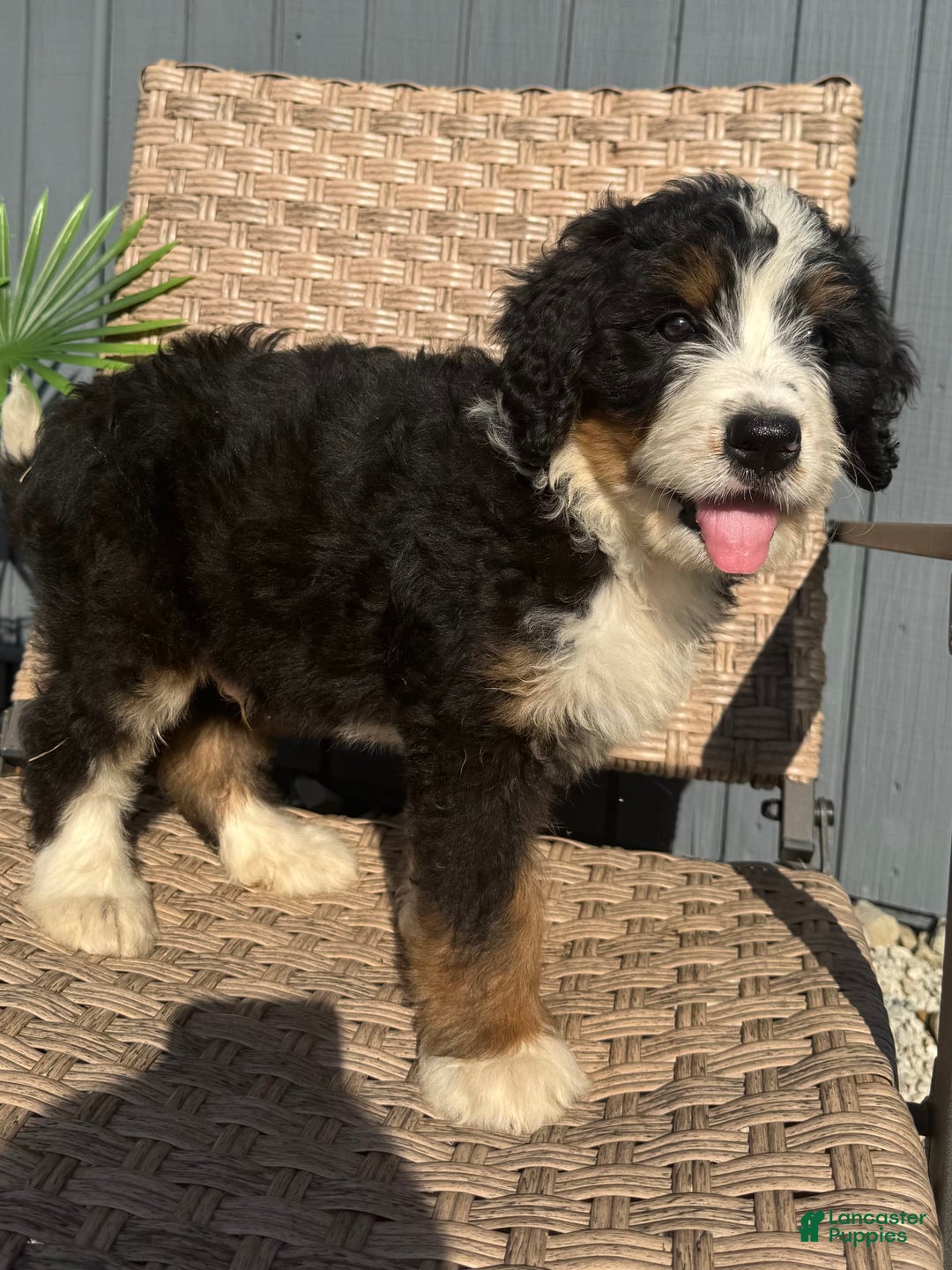 Bernedoodle dogs for sale: Buddy - Image 5