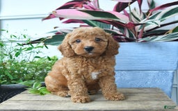 Mini Goldendoodle dogs for sale: Victoria - Image 5