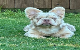 French Bulldog dogs for sale: Nate - Image 19