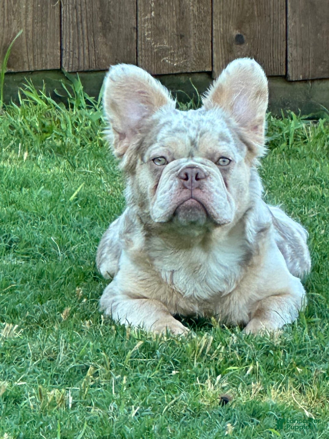 French Bulldog dogs for sale: Nate - Image 19