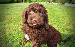 Havapoo dogs for sale: Genesis - Image 7