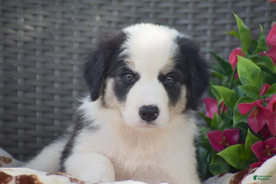 Border Collie dogs for sale: Benson - Image 1