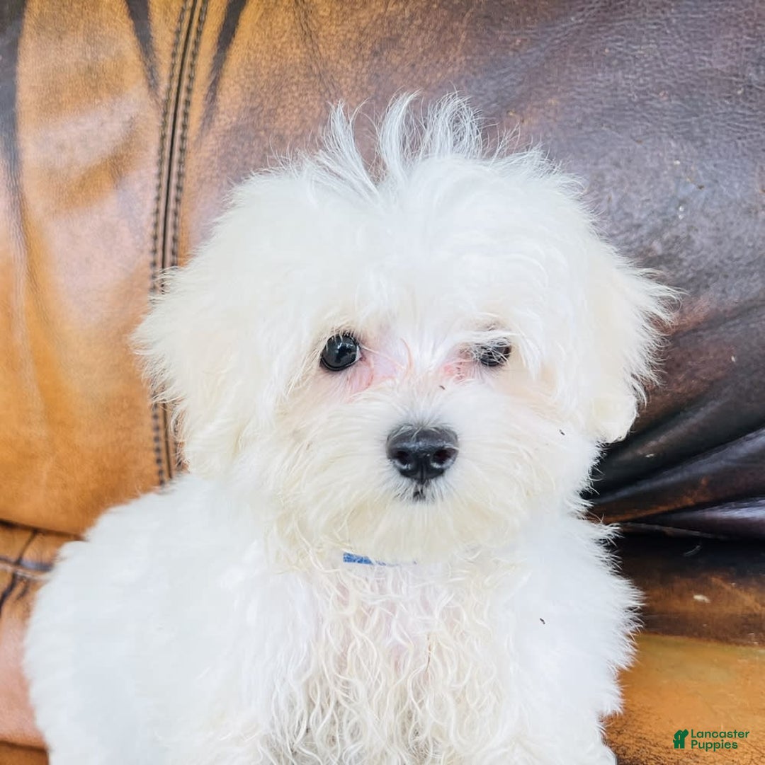 Maltese dogs for sale: Beau - Image 22