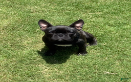 French Bulldog dogs for sale: Magnolia - Image 1
