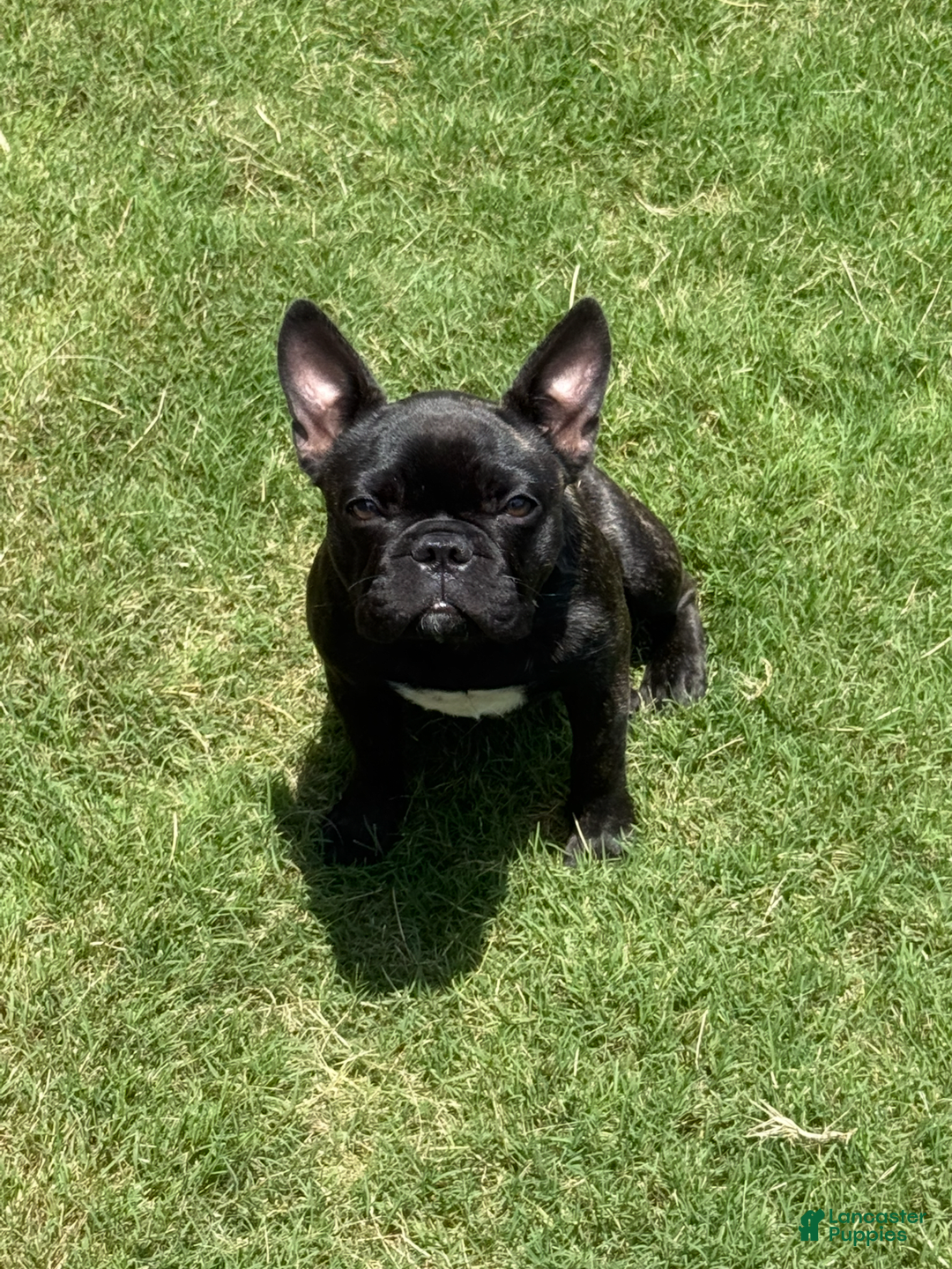French Bulldog dogs for sale: Magnolia - Image 1