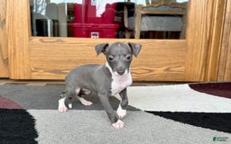 Italian Greyhound dogs for sale: Lila - Image 6