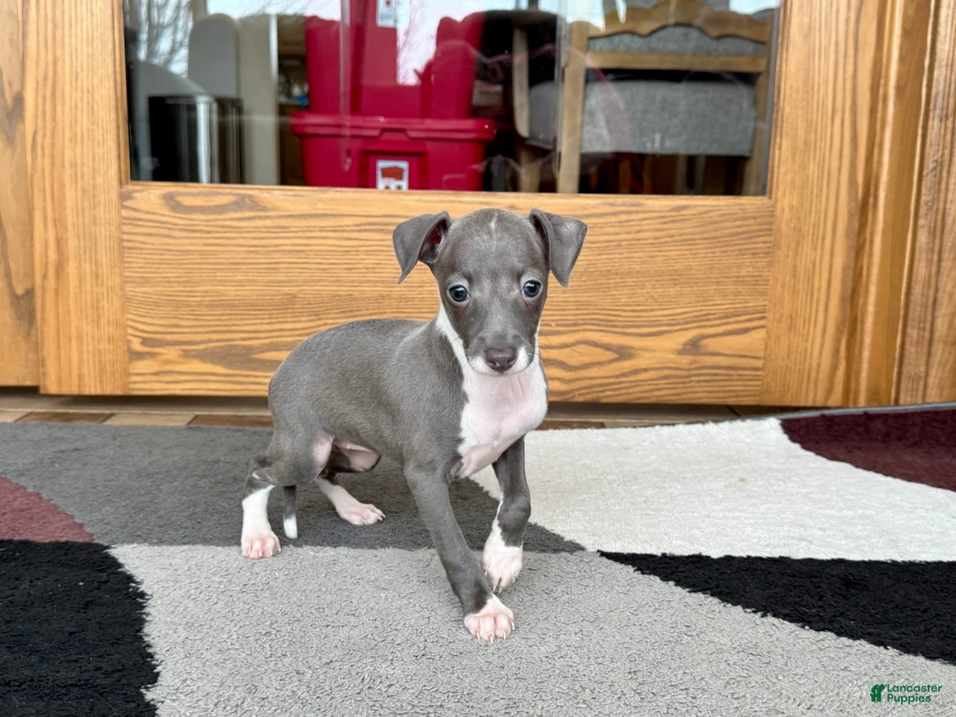 Italian Greyhound dogs for sale: Lila - Image 6