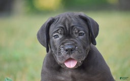 Cane Corso dogs for sale: Rebecca - Image 2