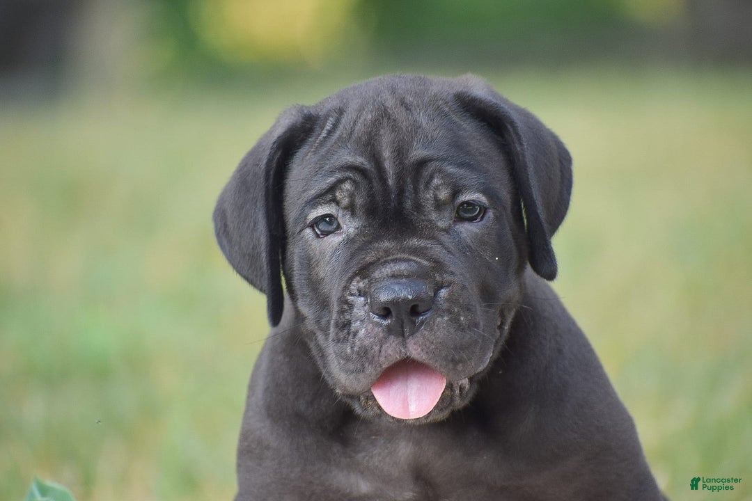 Cane Corso dogs for sale: Rebecca - Image 2