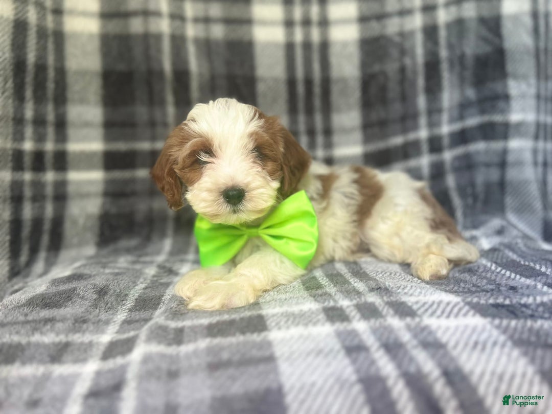 Cavapoo dogs for sale: Cheeto - Image 7