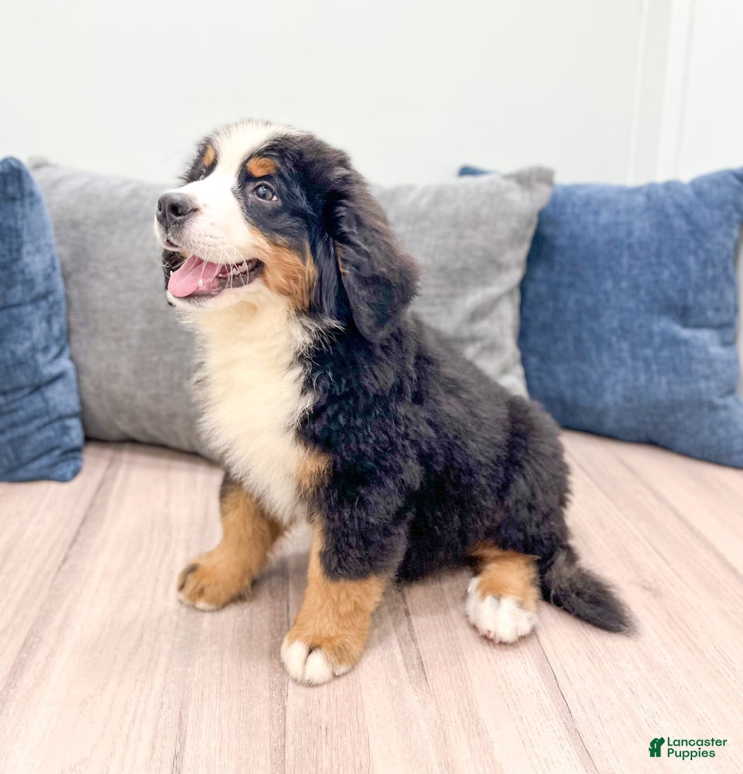 Bernese Mountain Dog dogs for sale: Ace - Image 5