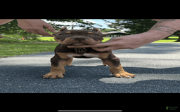 American Bully dogs for sale: Ms Rose - Image 5